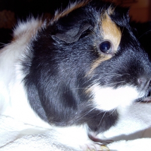 PIGGIES2011 019