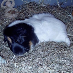 PIGGIES2011 002