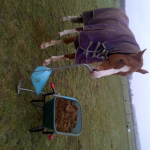 Helping me poo pick !