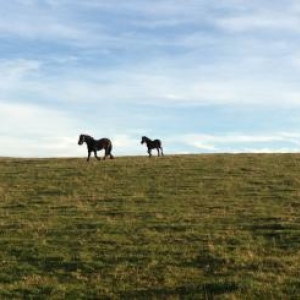 Rainbow and Magic in their winter field