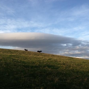 Rainbow and Magic in their winter field