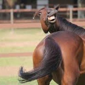 horse fin
