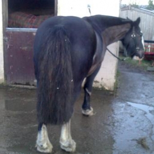 Trimming legs and shortening tail - a general tify up