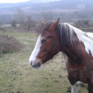 Orr.....this is before I bought her.....she looks so sorry for herself.