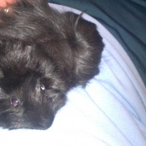 Truffles