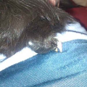 Truffles - Chookie leg <3