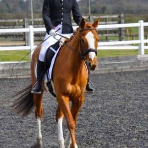 Amazing day at dressage