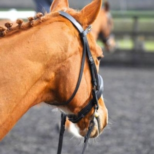 My lovely Ginger pony