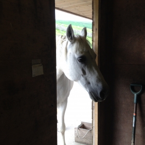 Not quite brave enough to come inside