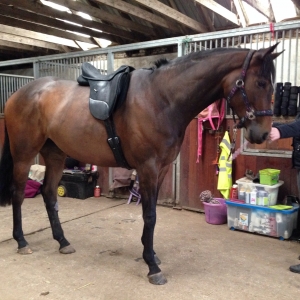 Trying on a dressage saddle