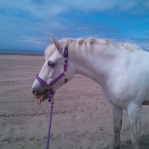Lucy after her roll in the sand following a nice fast beach ride.