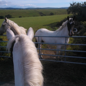 Lucy visiting her buddies.