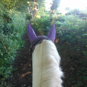 Ear shot in Roselle Country Park