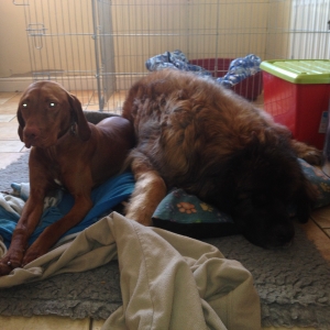Rua the Vizsla on the left with my beautiful Leonberger Ivan on the right.