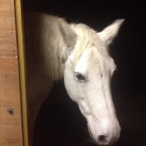 Wondering if there are carrots in the tack room