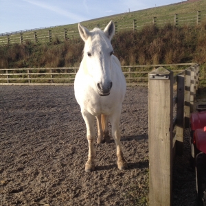 Sunbathing today in November!