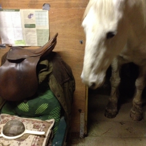 Chloe sussing out the tack room