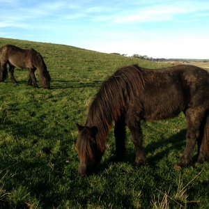 Rainbow and Magic enjoying a crisp December day