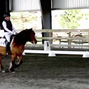 Scottish Highland Pony-Circle H MacDougal - YouTube