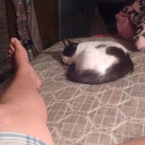 I Am Brisingr's Cat and I LOVE to take her spot in Bed