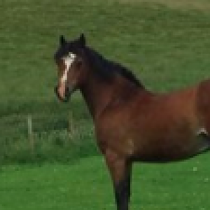 To hog or not to hog? hardly any mane left