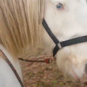 Carrot stretches minus the carrots