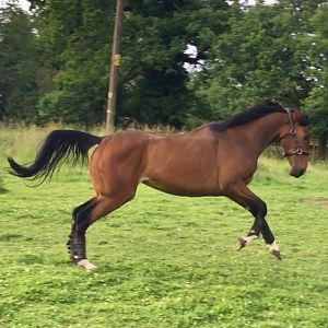 Bella aka Chandos Belle