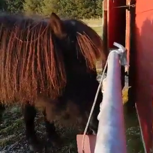 video-1576488595.mp4