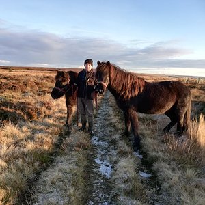 Tór and Fákur on moss.