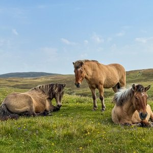 Media 'The Ancients' in category 'Example Category'