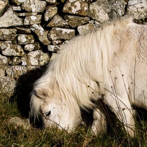 Media 'My Shetland-224.jpg' in category 'Example Category'