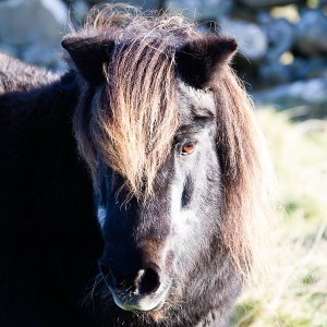 My Shetland-225.jpg