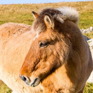 Media 'My Shetland-216.jpg' in category 'Example Category'