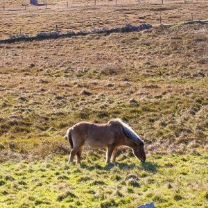 Media 'My Shetland-231.jpg' in category 'Example Category'