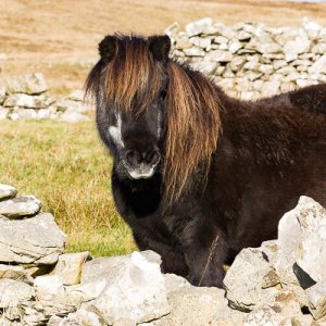 Media 'My Shetland-222.jpg' in category 'Example Category'