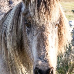 Media 'My Shetland-217.jpg' in category 'Example Category'