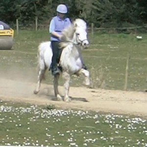 Media 'Sól in fast tolt:D' in album 'My horses'