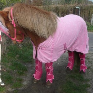 Solvi (barbie horse)