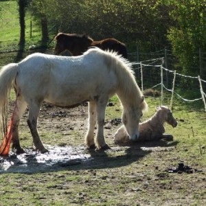 Óðinn just after he was born :D