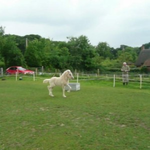 Óðinn (he's going to something realy special) action in trot is huge for a 5 week old foal!