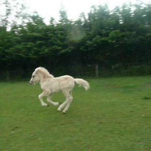 Óðinn, look at that canter!