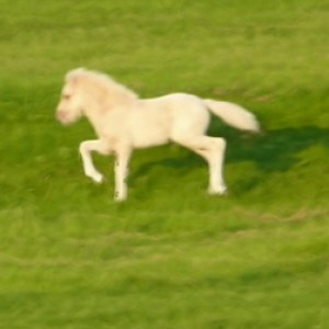 Odi ither in tolt or trot not sure but the actions huge :D