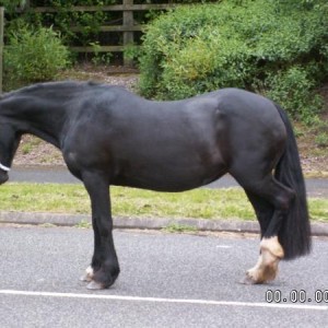 Ceryn