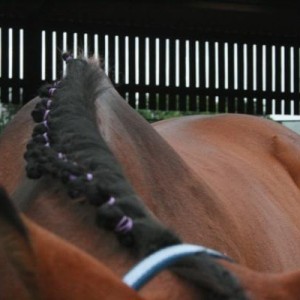 Artsy shot of plaits