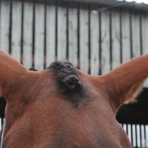 first french plait EVER - quite proud!!! =D