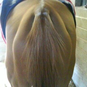 auburn tail