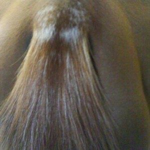 tail for colour thread