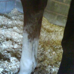 leg for colour thraed