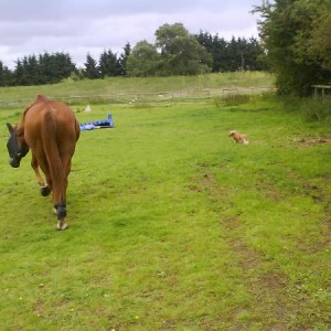 Noo and 'lil pig going for a wonder (there is a dachsund running around in this pic she's just small)