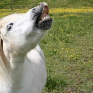mwa ha ha ha haaaaaa